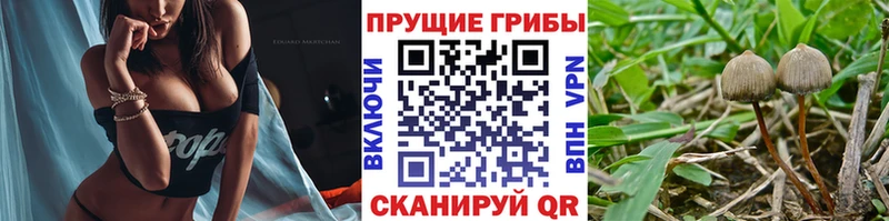 Галлюциногенные грибы прущие грибы  блэк спрут зеркало  Туапсе 